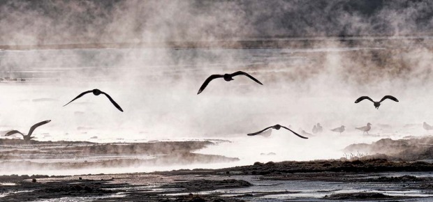 Seagulls fly over thermal water near the small village of Agua Brava, more than 4000 meters above sea level, in the ...