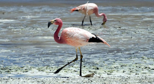 Flamingos are seen wading in Laguna Colorada.