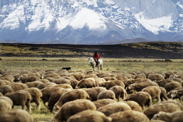 There are working ranches (Estancias) surrounding Tierra Patagonia.