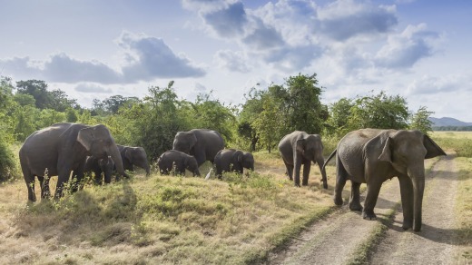 Asian elephants in Minneriya.