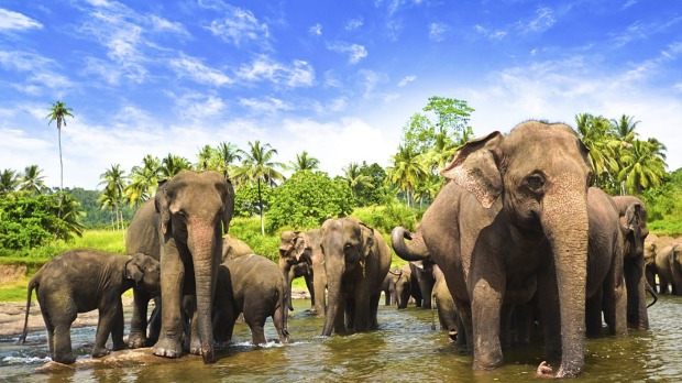 For unbridled culture and nature, a trip to stunning Sri Lanka is hard to beat.