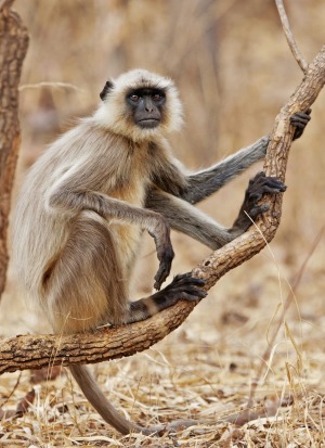 Gray Langur in the Bandhavgarh National Park.