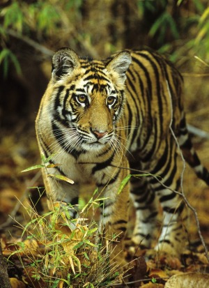 Bengal Tiger Cub.