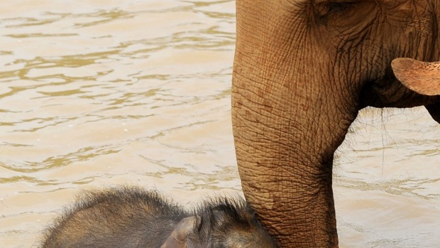 A mother and daughter travelling in Sri Lanka may meet other mothers and daughters.