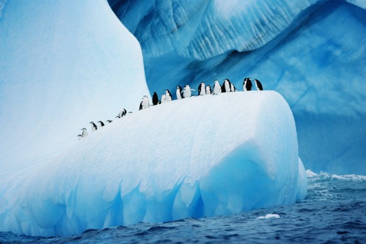 In Antarctica "life-changing moments happen constantly". Chinstrap penguins cruise atop an iceberg.