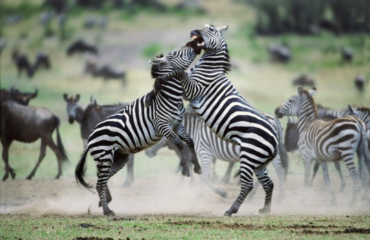 Zebra stallions fight in Kenya.