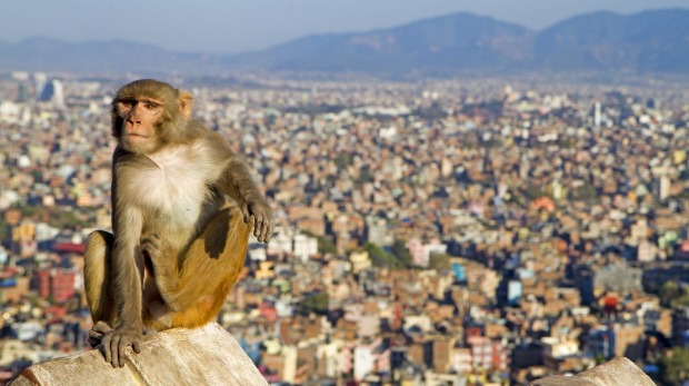 Rhesus macaque on the walls of Swayambhunath,the so-called Monkey Temple overlooking Kathmandu.