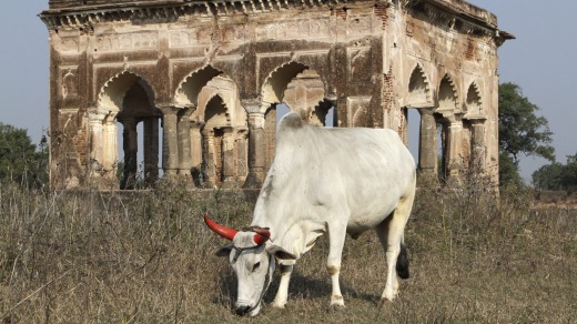 A cow grazes on the grounds near Mogul Queen Mumtaz Mahal's first resting place after death in Burhanpur, India.
