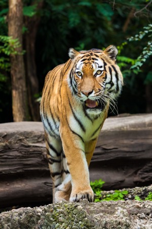 The holy grail: A Bengal tiger.