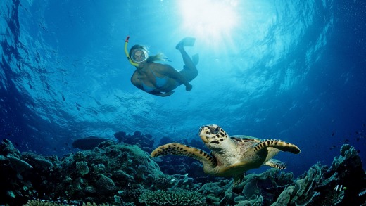 Hawksbill Turtle and Skin Diver, Eretmochelys imbricata, Indian Ocean, Meemu Atoll, Maldives.