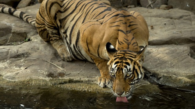Hard to spot: An endangered Bengal tiger.