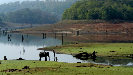 Elephants in the park by the Kabini.
