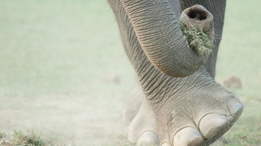 Elephant walk: Nagarhole National Park.