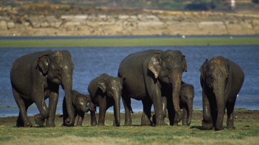 Elephants at Minneriya National Park.