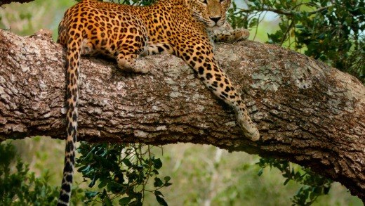 Spotted: A leopard in the Yala National Park.