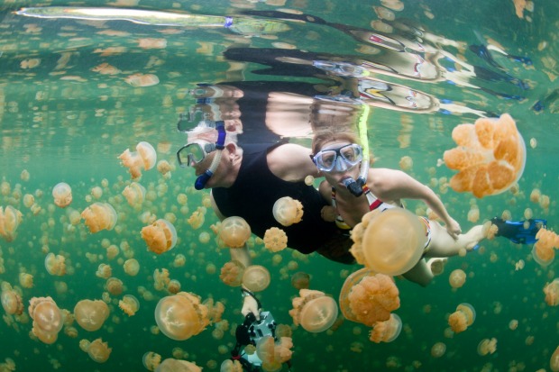 The jellyfish lake: No, it’s not as bad as braving crocodile-infested waters, but we still don’t savour the thought of ...