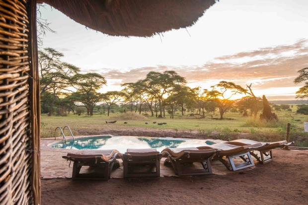 The swimming safari: On a hot day in the African savannah, could anything be better than cooling down in an infinity ...