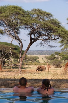 The swimming safari: On a hot day in the African savannah, could anything be better than cooling down in an infinity ...