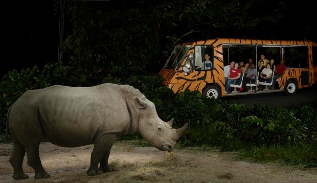 The world's first night safari in Singapore.