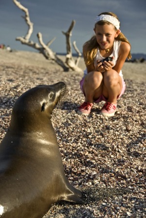A young girl closely observes a Galapagos sea lion.