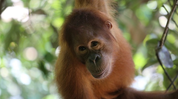 Raw Wildlife Encounters help with conservation efforts for orangutans.