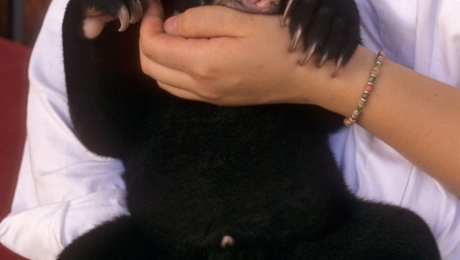 A hand raised sun bear Helarctos malayanus cub rescued from wildlife trade Phnom Tamao.