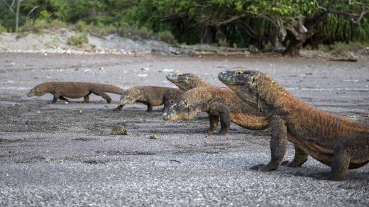 Komodo dragons on the beach in the Komodo National Park on Rinca Island.