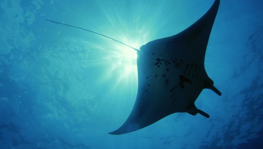 A manta ray near Komodo Island.