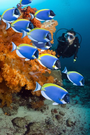 A diver checks out the tropical reef fish.