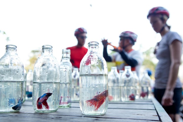 Siamese fighting fish for sale at a roadside stall.