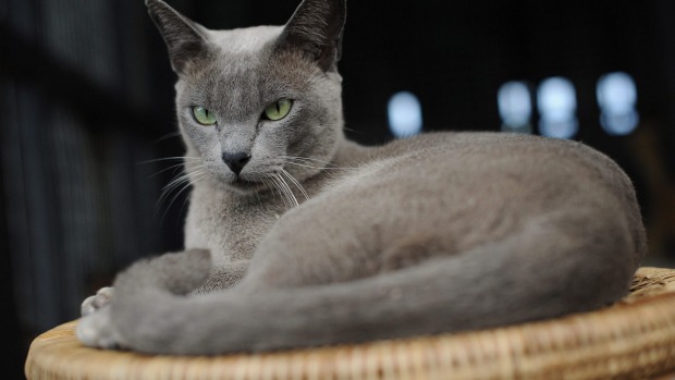 Burmese cats come in shades of  blue-grey, chocolate and champagne.