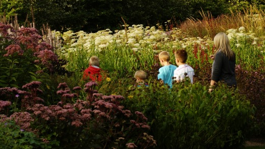 The floral labyrinth is a new feature at Trentham Estate gardens.