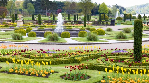 Tulips feature in the Upper flower garden at Trentham Estate.