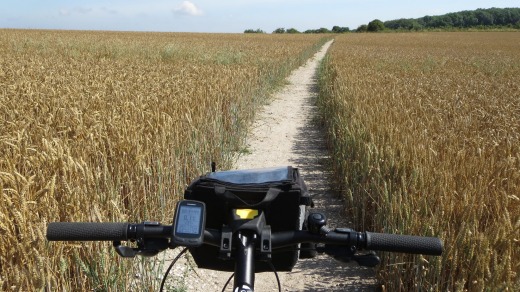 Cycling through a wheat field.