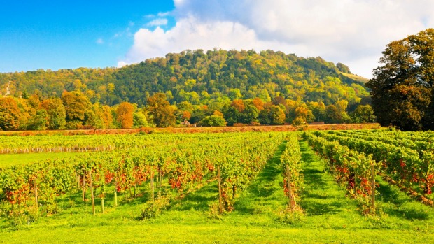 Denbies Wine Estate and Box Hill, Dorking, Surrey, England.