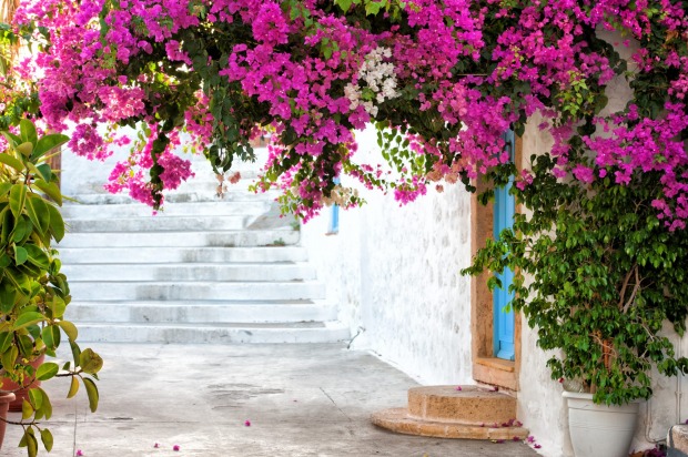 A typical greek restaurant on a sunny day in Narrow white street and pink flowers in Patmos.