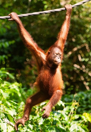 An orangutan at Sepilok Orangutan Rehabilitation Centre.
