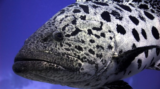 Snorkelling offers a chance to see marine life close up.