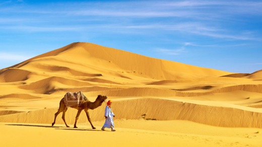 A camel on Sahara desert dune, Morocco.