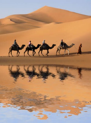 Desert trek: A camel caravan in the Sahara, Morocco.