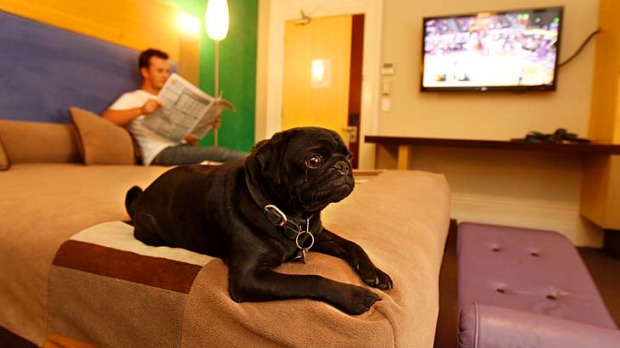 Nip and tuck ... the Medusa Hotel in Darlinghurst provides dog nannies on request.