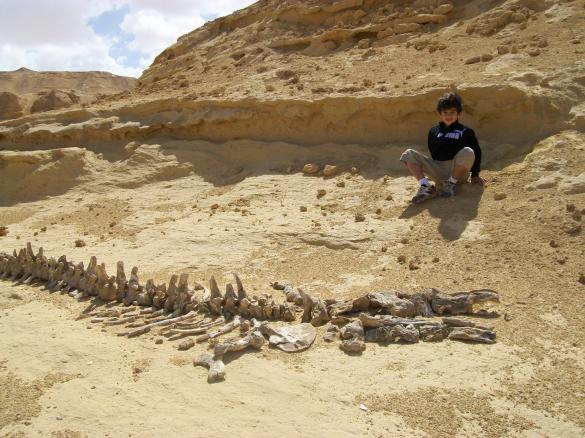 my son beside a Dorudon skeleton