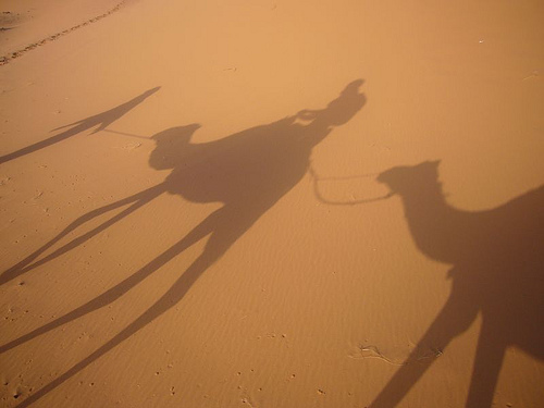 Camels