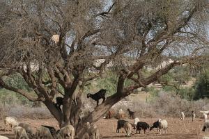 Goats in trees