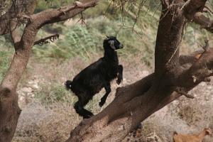 Goat getting airborne