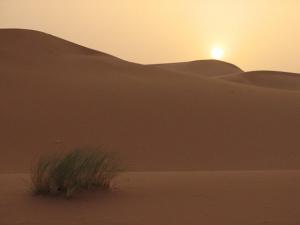 The Sahara