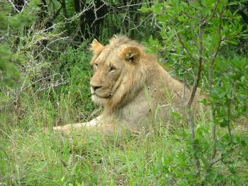 Take a break from soccer and head out on safari in search of the king of the jungle.