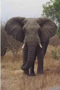 Ndlobu, the Elephant