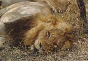 Lion: Don't be fooled by his sleepy look, he is watching your every move