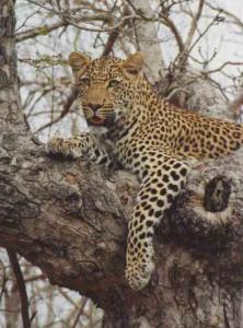 Ingwe, the Leopard